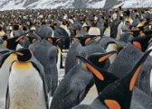 Antarctic Cruises & Tours, Galapagos, South America Tours and Cruises