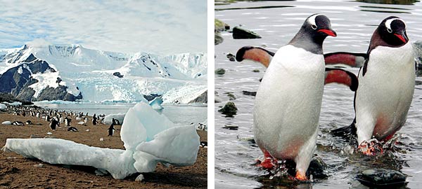 Antarctic Cruises & Tours - Penguin colonies