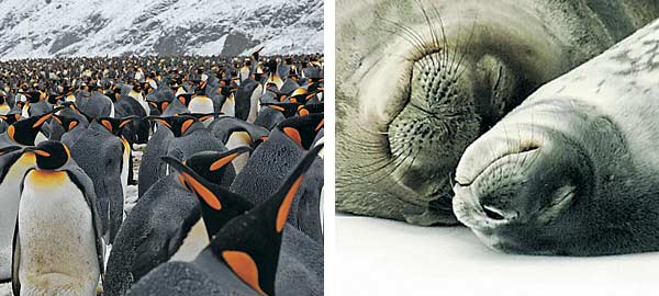 Antarctic Cruises & Tours - Penguin Colony