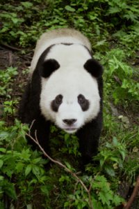 China Cruises & Tours - Wildlife - Panda 