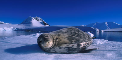 Antarctica Cruises & Tours - Wildlife - Weddell Seal