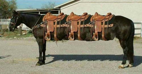 Kentucky Limo